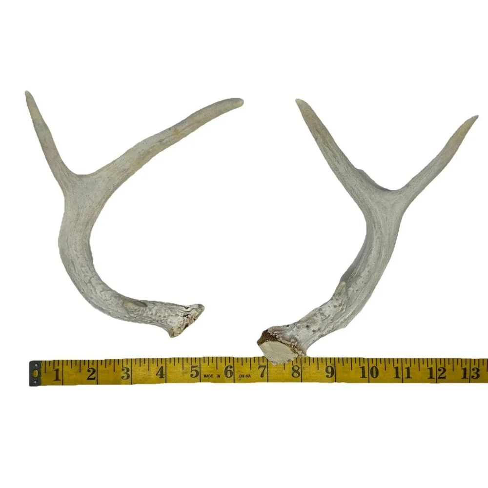 Wild 6 Point‎ Pennsylvania Whitetail Deer Antlers Horns Decor Man Cave Cabin